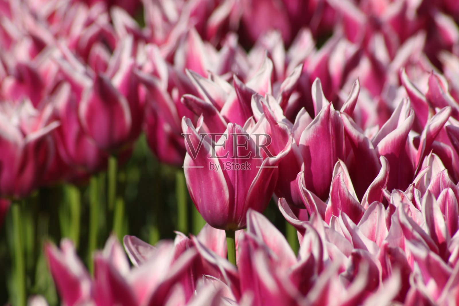 哥兹特佩公园的粉色郁金香照片摄影图片