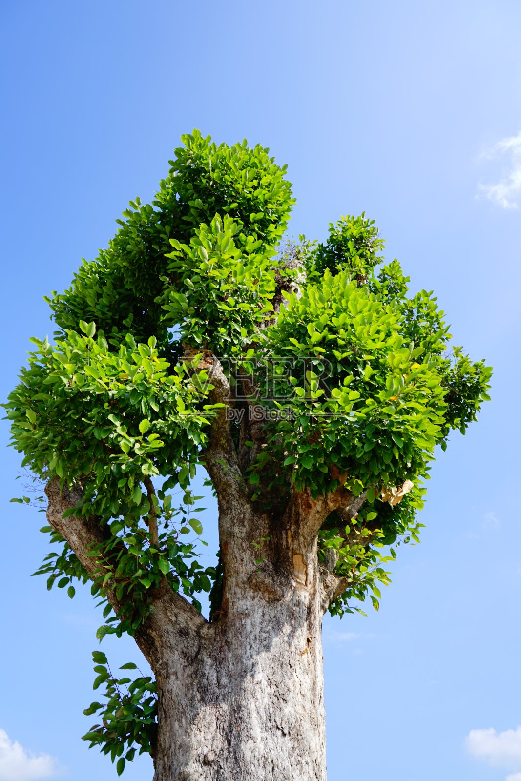 在多云的蓝天上剪下大树枝的叶子照片摄影图片