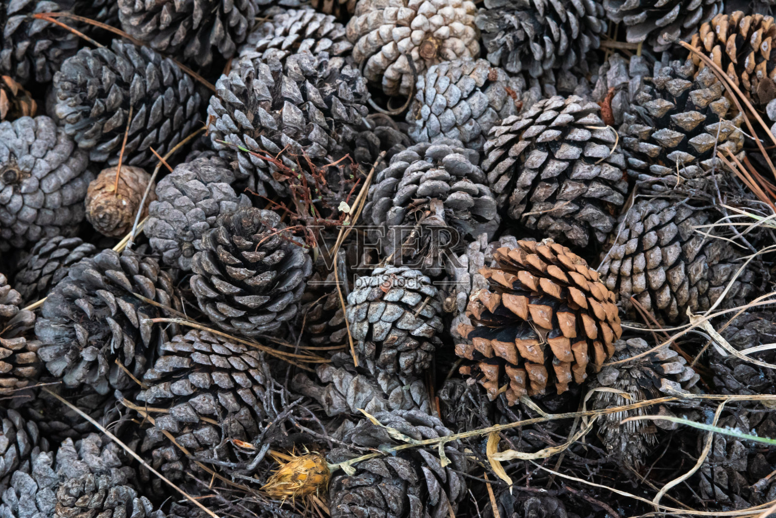 深秋的松林里,美丽的球果落在了地上照片摄影图片