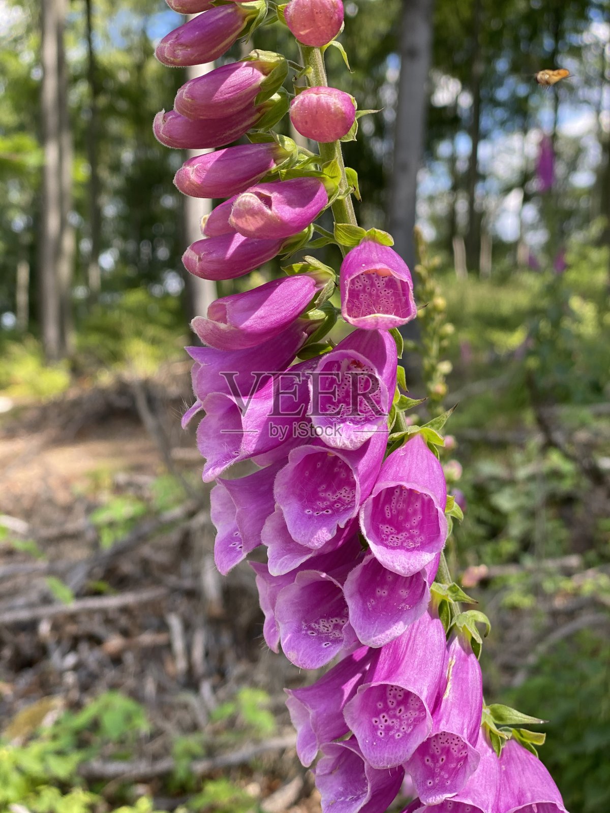 森林里盛开的毛地黄照片摄影图片