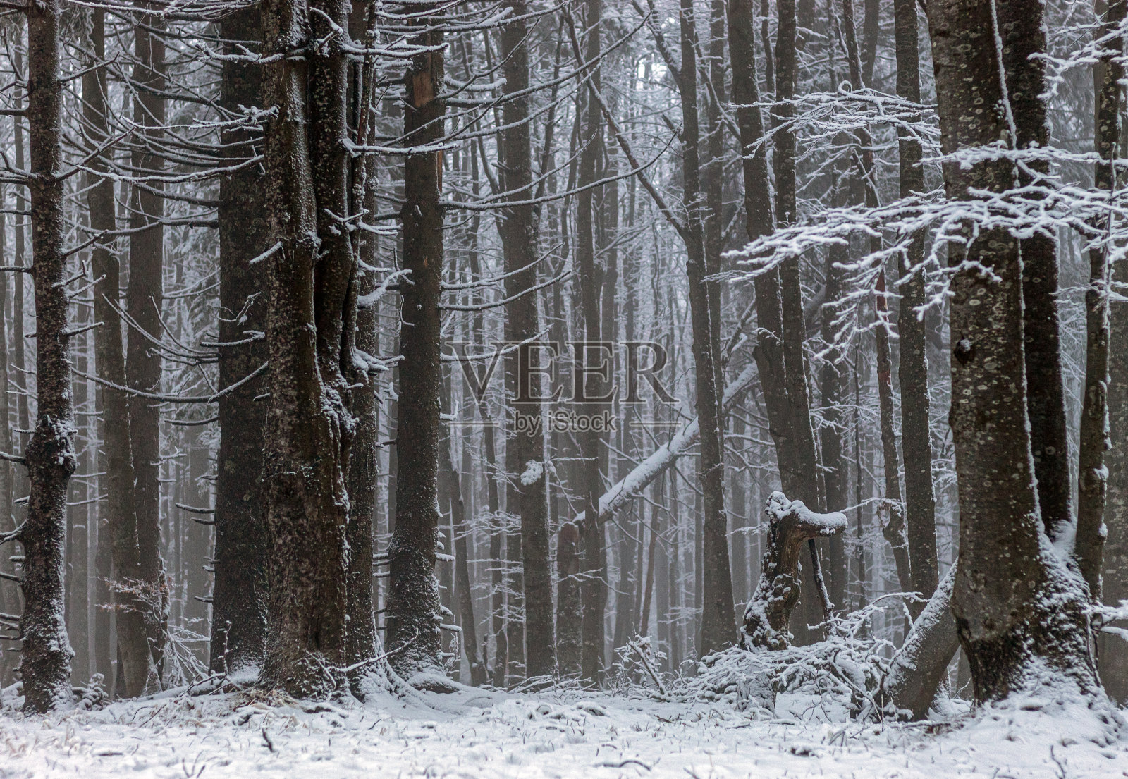 又长又壮的树被雪覆盖着照片摄影图片