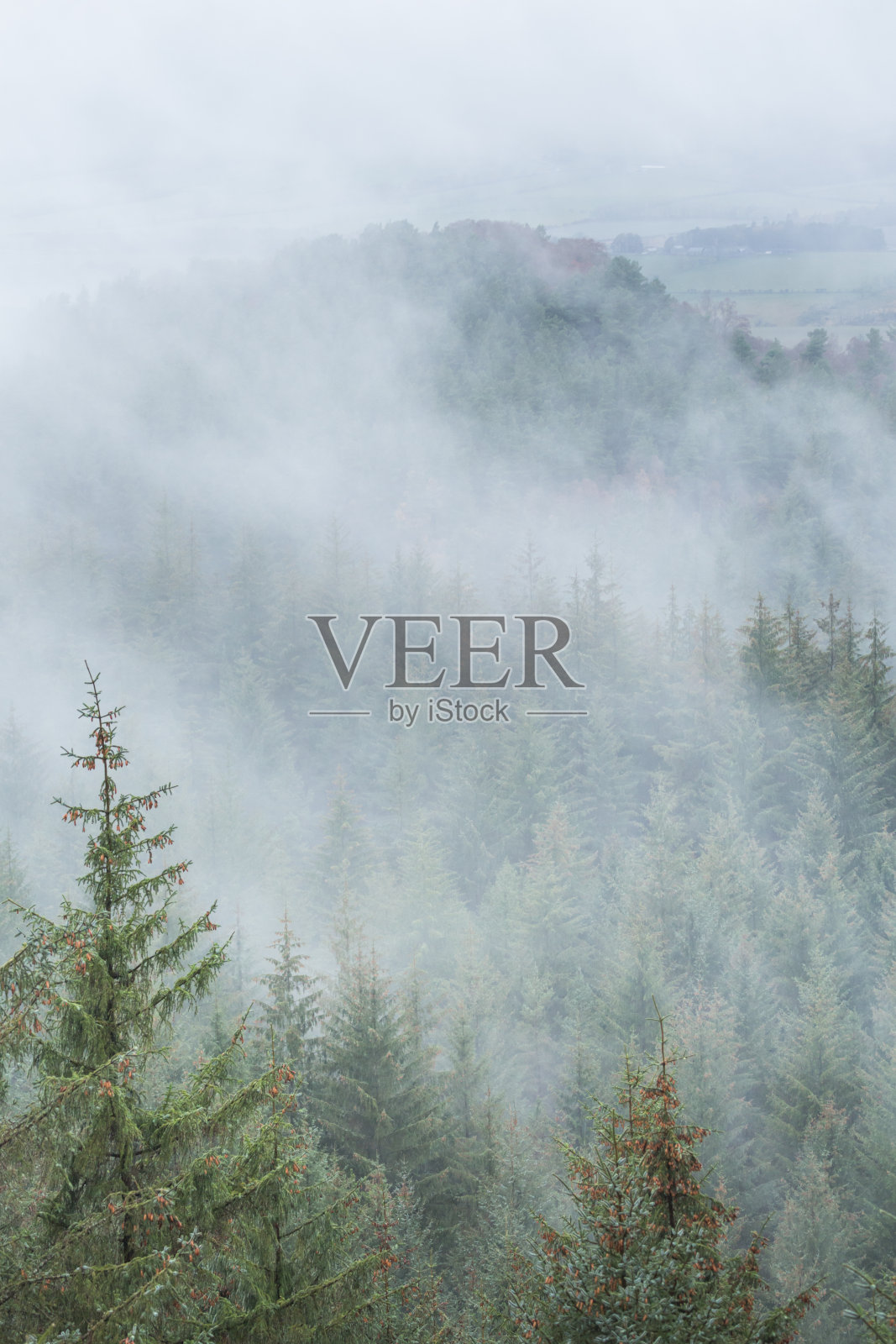 诺森伯兰郡斯顿森林的松林和上升的雾照片摄影图片