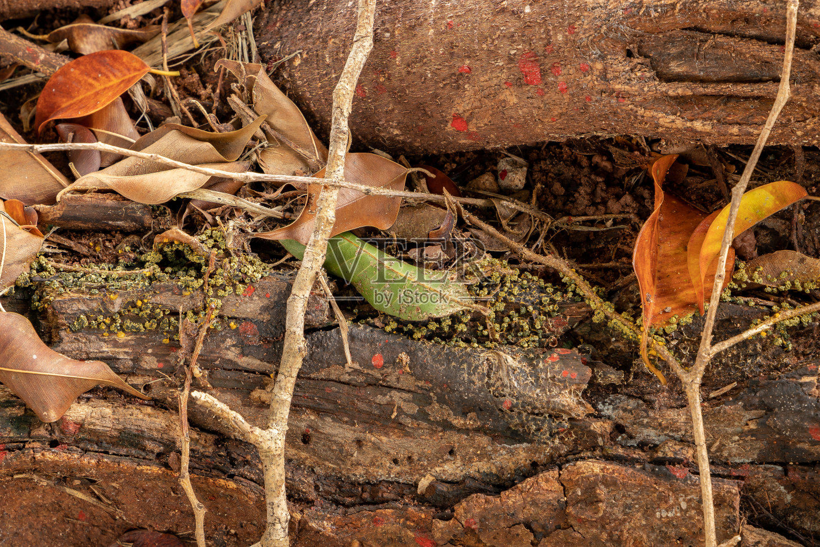 多头粘液的孢子囊照片摄影图片