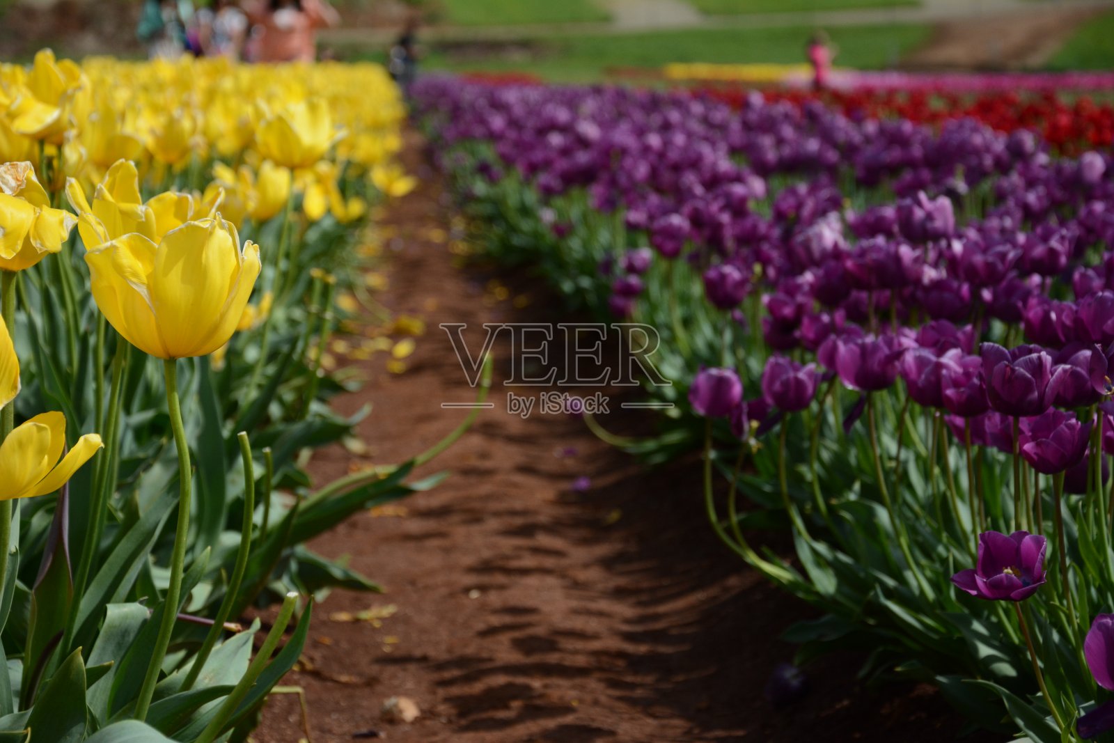 黄色,紫色和红色的郁金香照片摄影图片