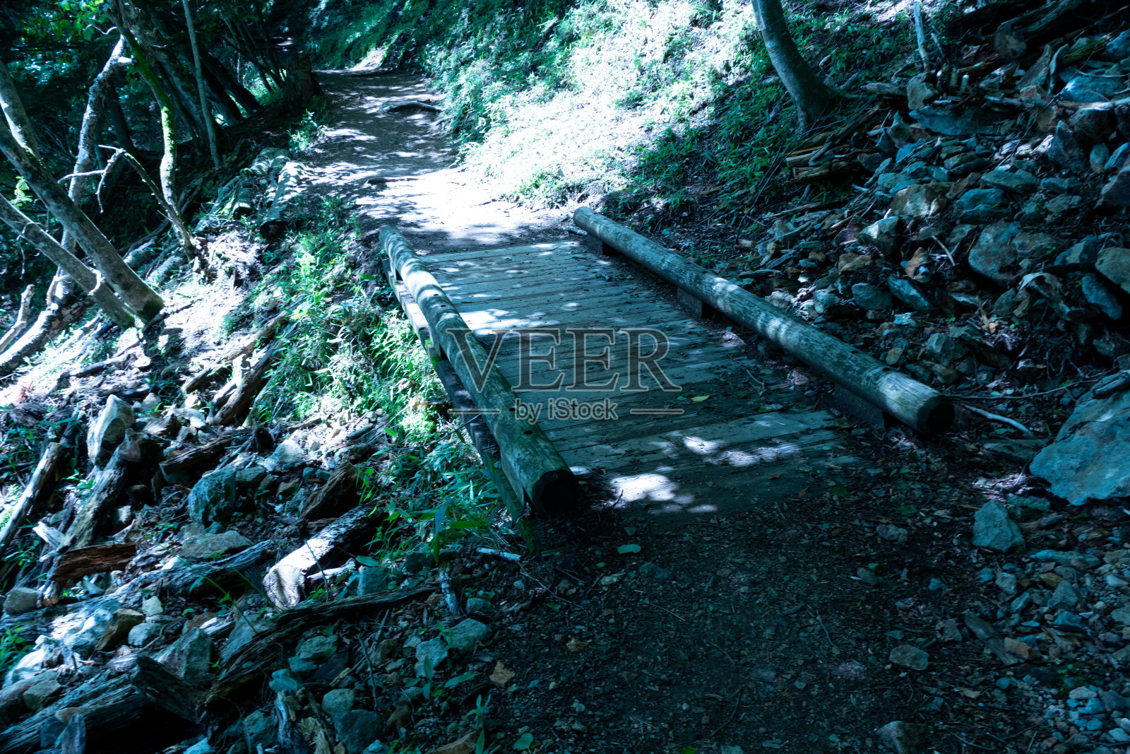 森林中的小径照片摄影图片