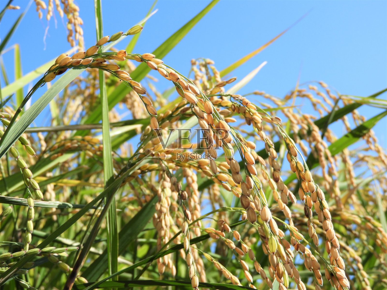蓝天下的植物特写镜头照片摄影图片