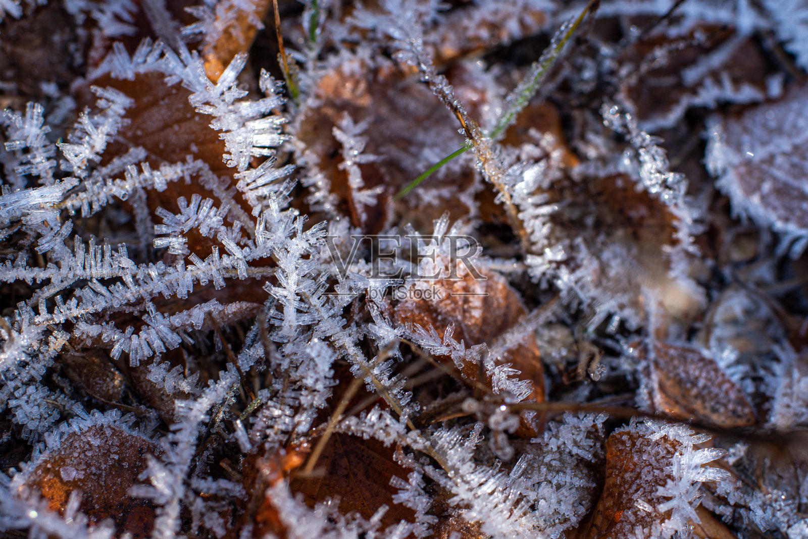冰的图案-森林里冰冻的叶子照片摄影图片