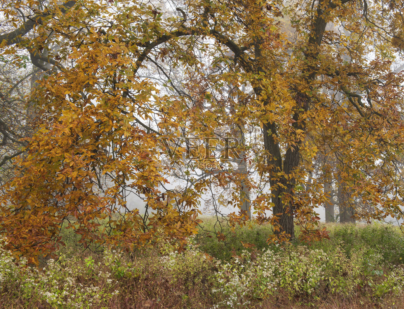 秋天福吉谷国家历史公园的树木照片摄影图片