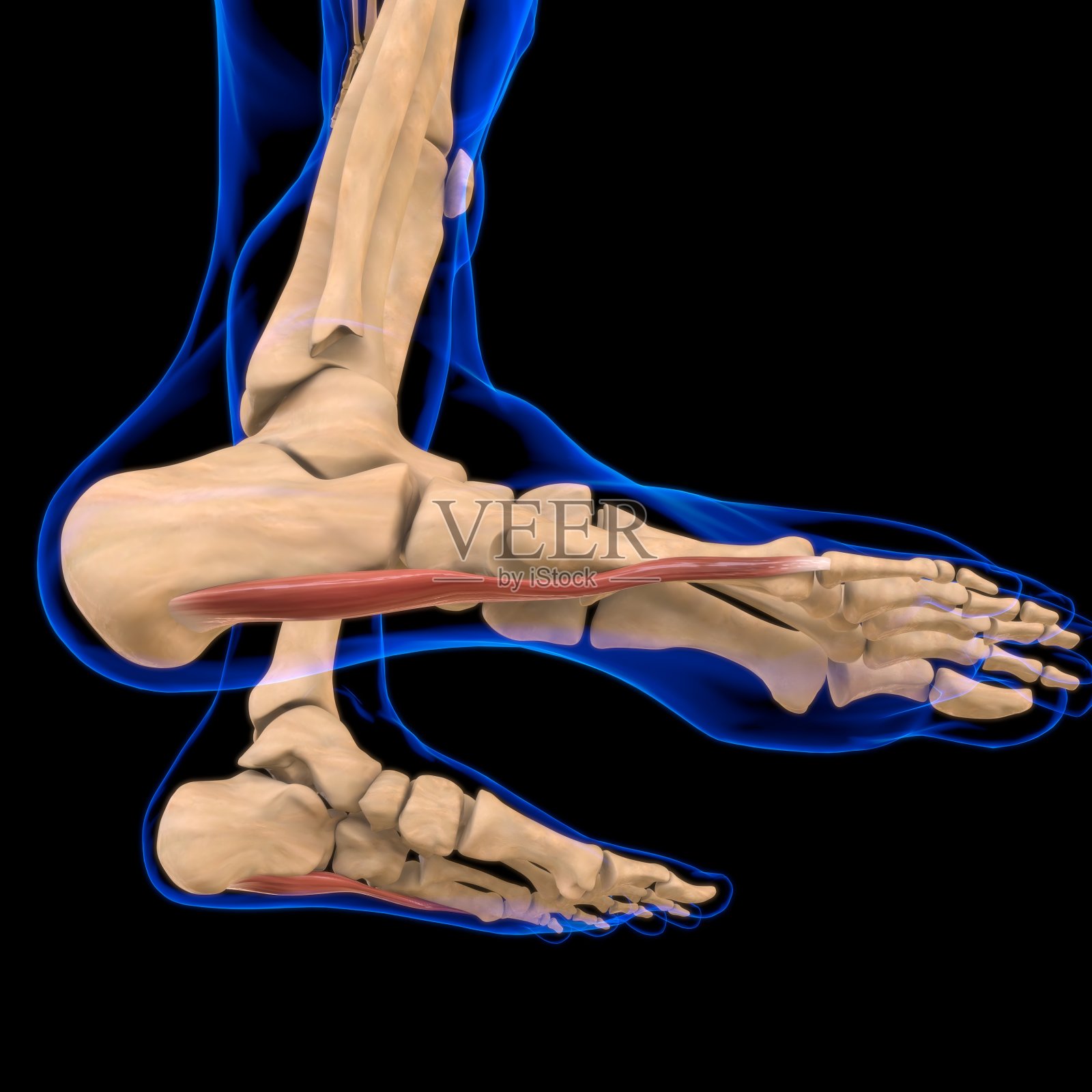 为医学概念三维插图外展指小肌解剖照片摄影图片