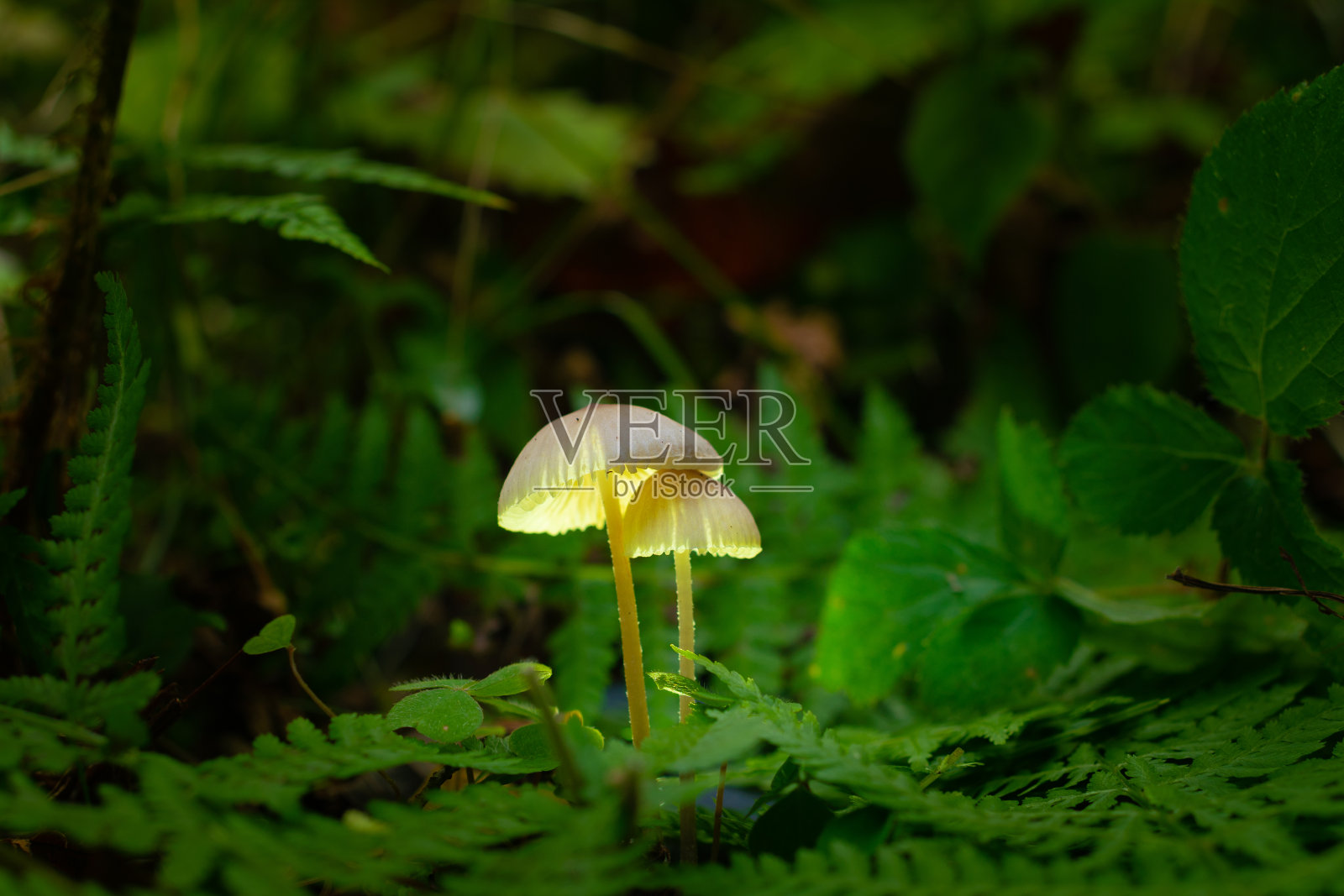 小可爱的蘑菇照片摄影图片