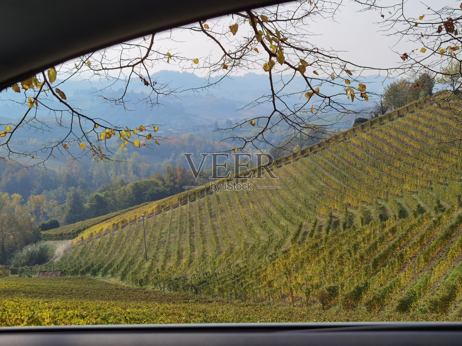 阿尔巴附近皮埃蒙特朗格的葡萄园照片摄影图片