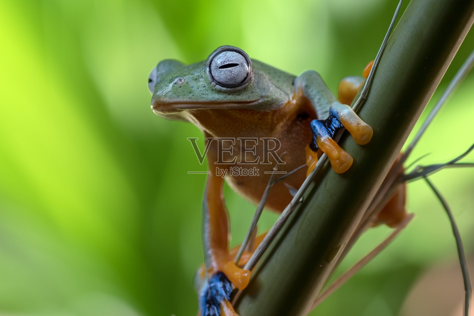 绿色的树蛙坐在竹枝上照片摄影图片