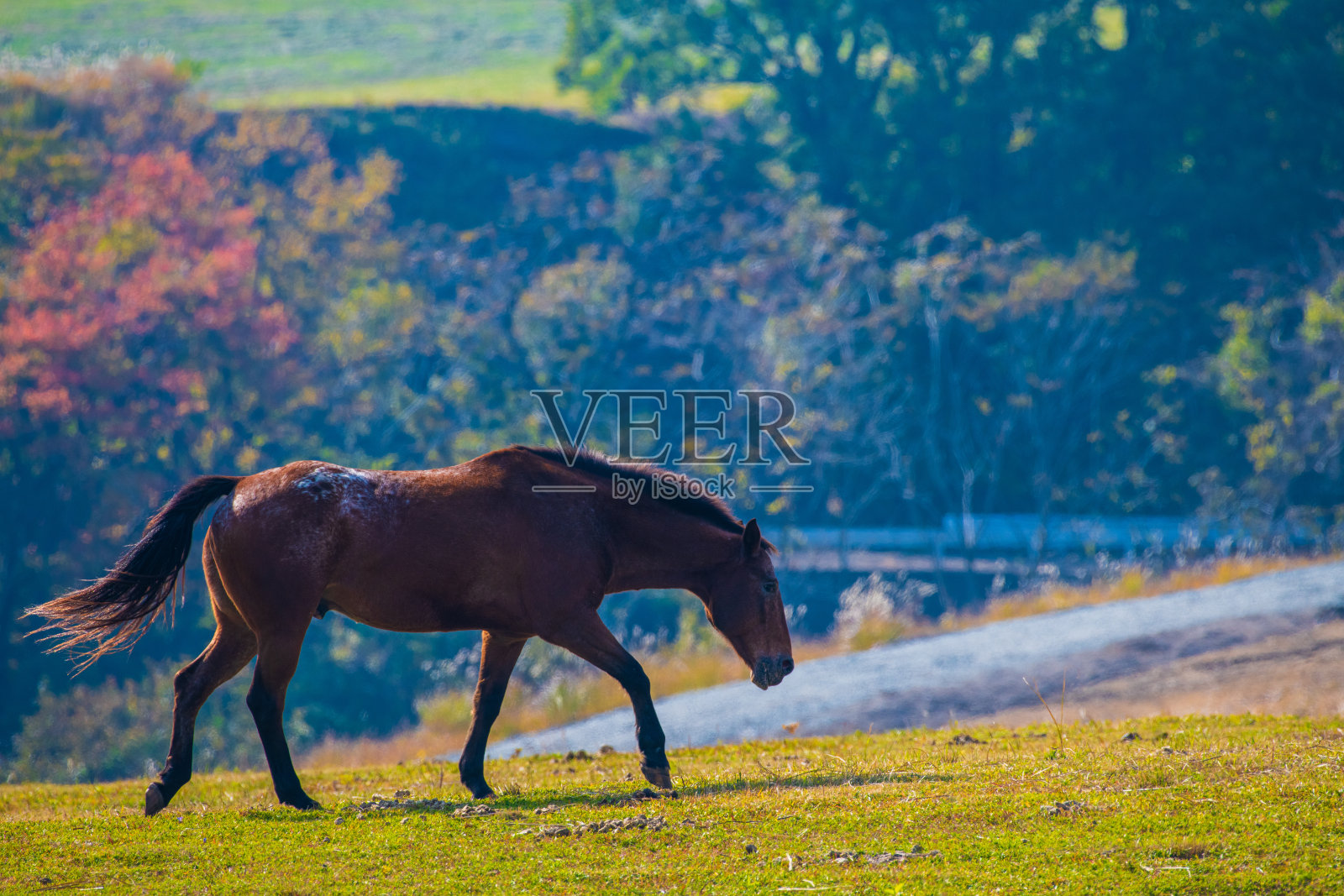 秋天,在苦居高原上吃草的马照片摄影图片