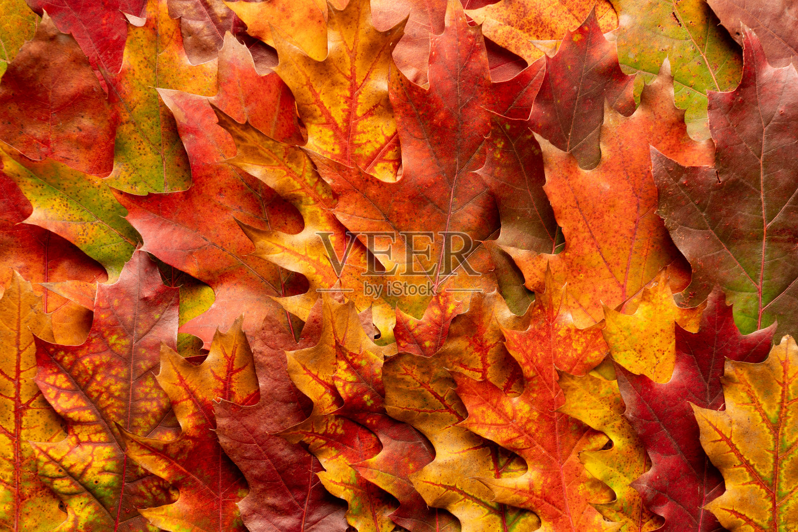 秋天的背景来自五颜六色的树叶。特写照片的纹理的秋天的叶子。感恩节的背景。照片摄影图片