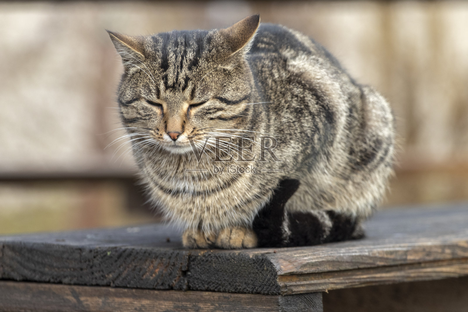 虎斑猫睡在公园的木凳上。照片摄影图片