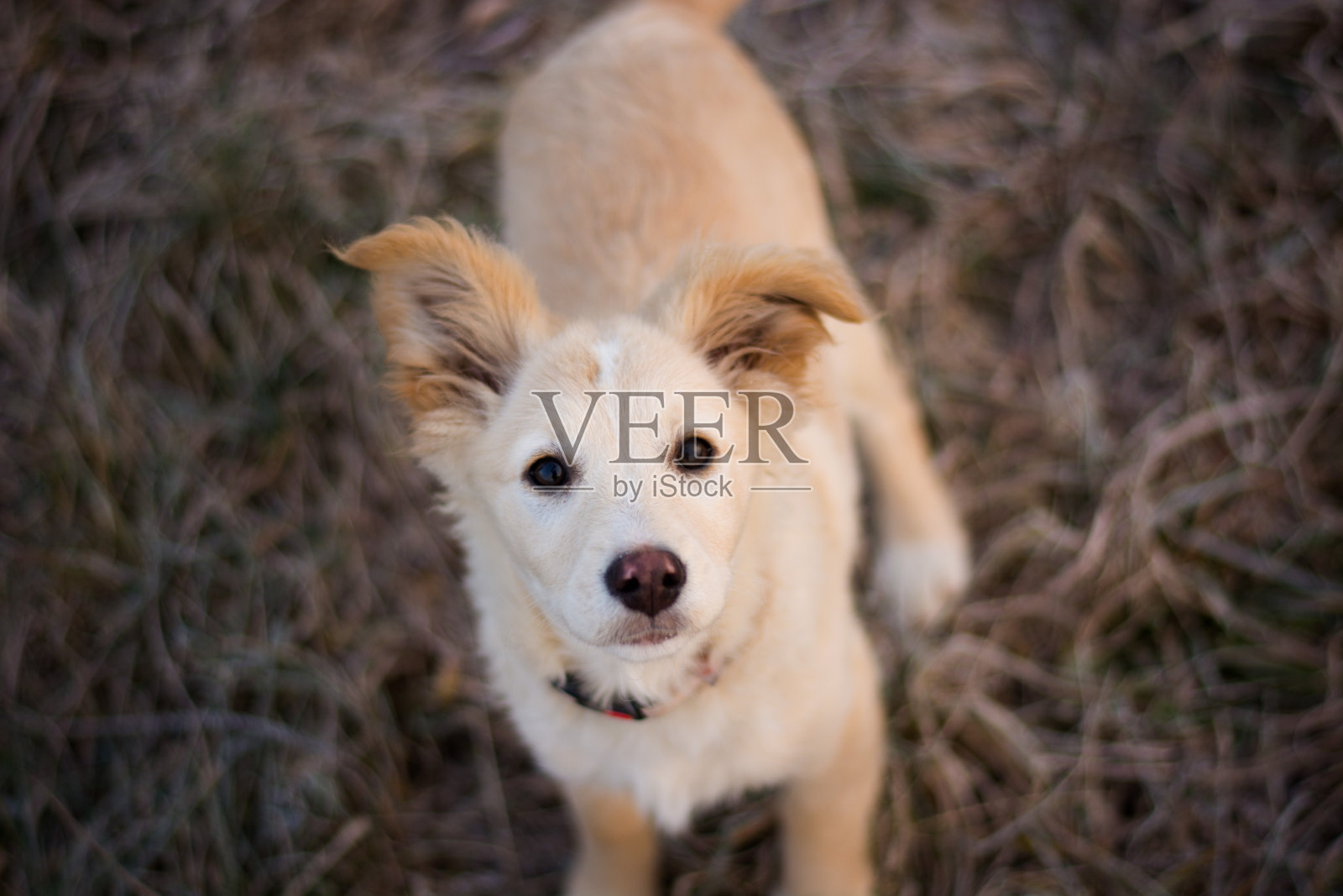 狗摆姿势照片摄影图片