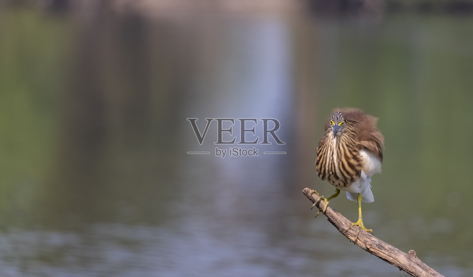 池塘鹭栖息在树上照片摄影图片