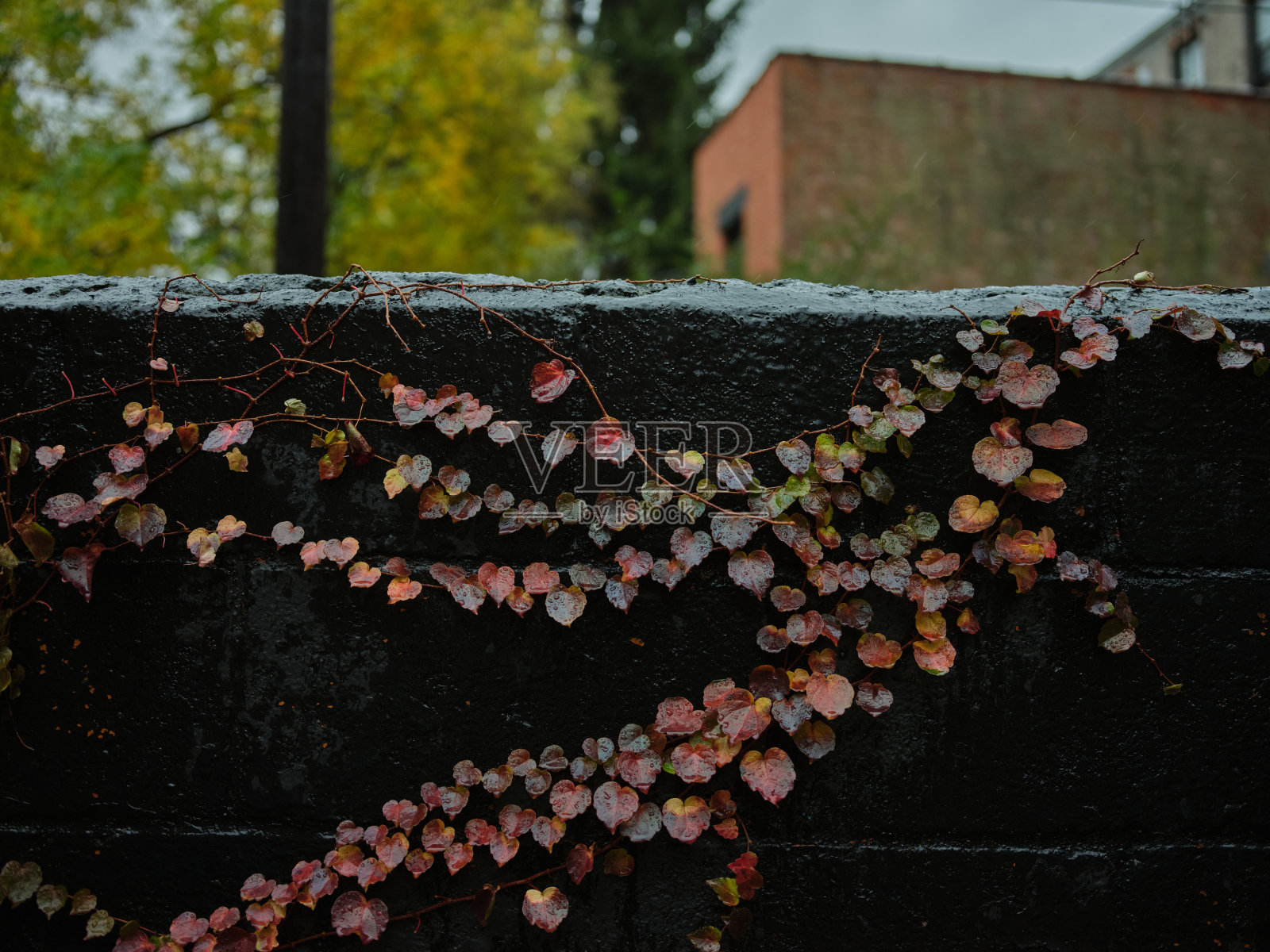 潮湿的秋天彩色藤蔓上的黑墙照片摄影图片