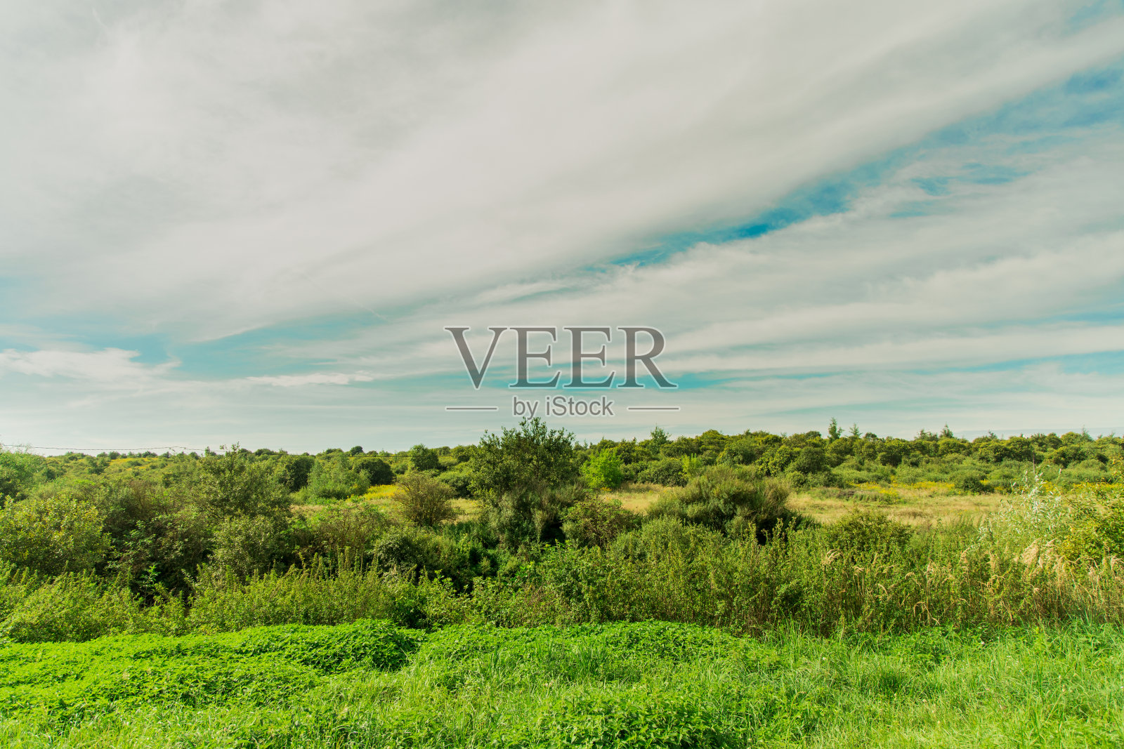 在阴天春天季节的时候,乡村自然景观、绿植和小乔木田园野地环境空间照片摄影图片