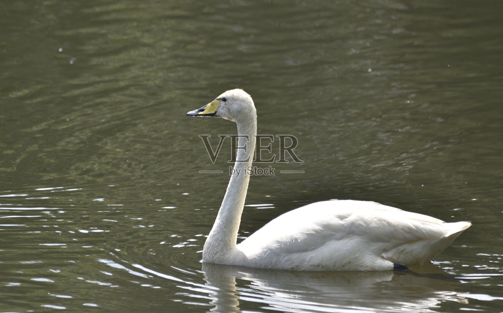 比尤伊克的天鹅照片摄影图片