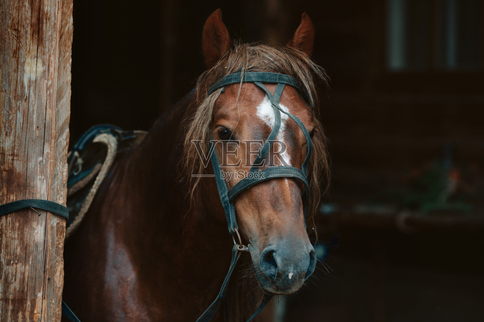 一匹套着马具的漂亮脸蛋。动物主题与空间复制照片摄影图片