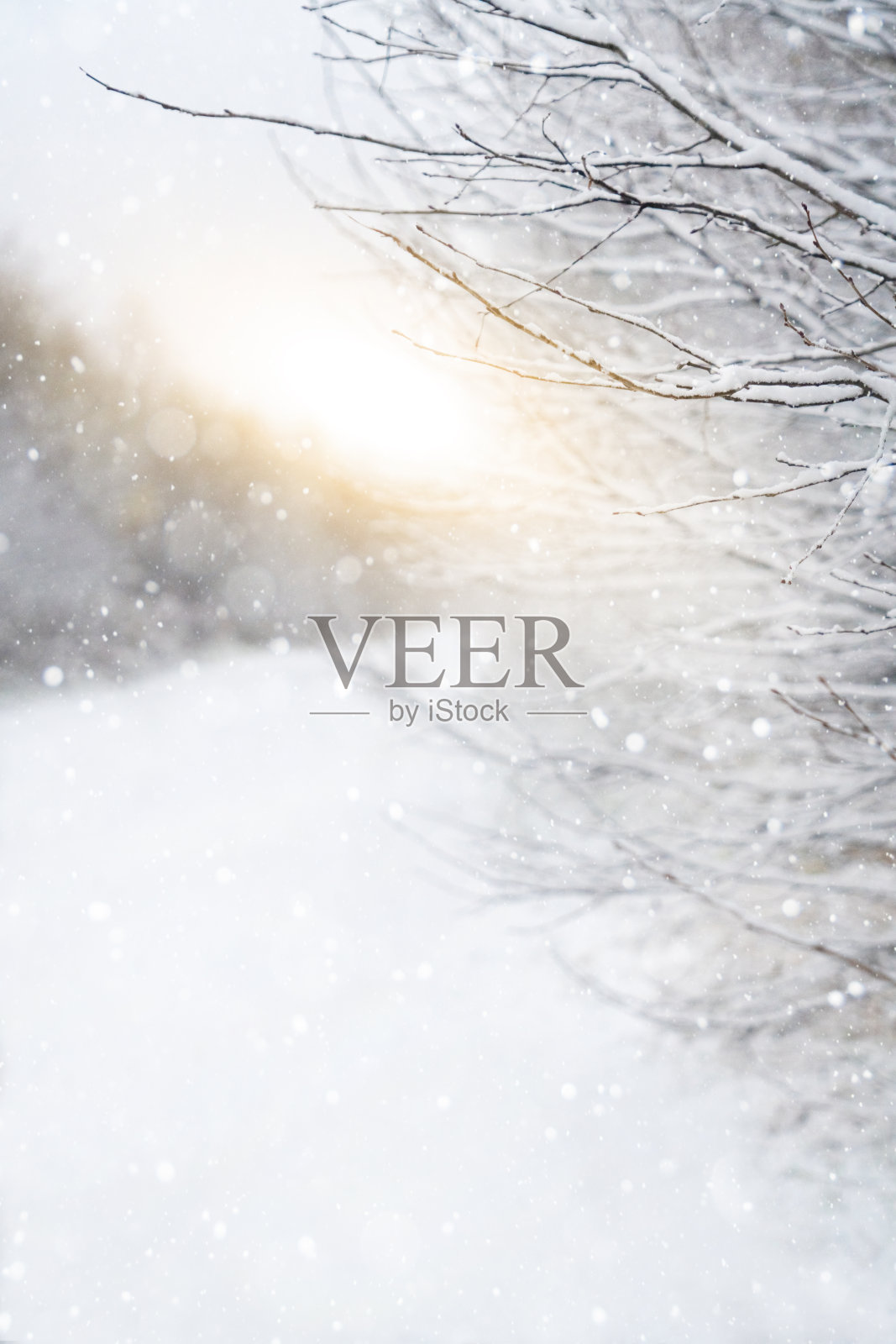 森林里的雪。照片摄影图片