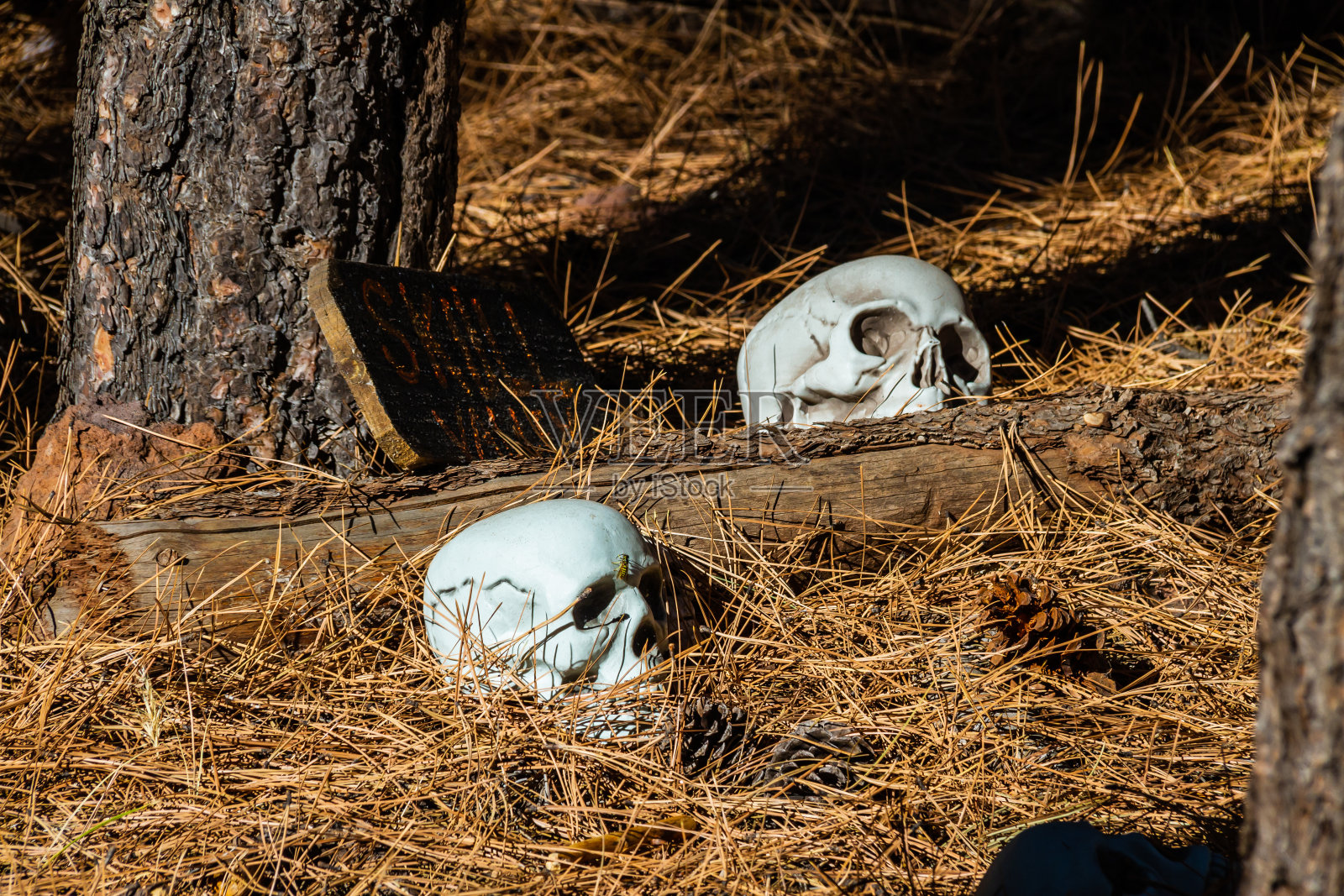 被猎杀的森林里的骷髅挂在树上照片摄影图片