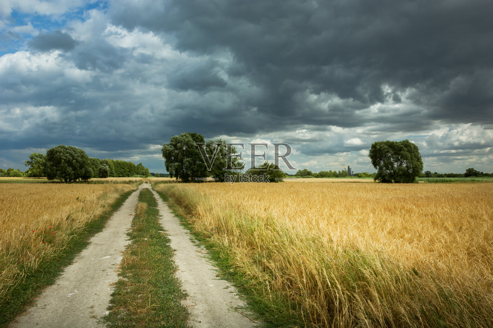 乡间小路旁边的田野上布满了谷粒和乌云照片摄影图片