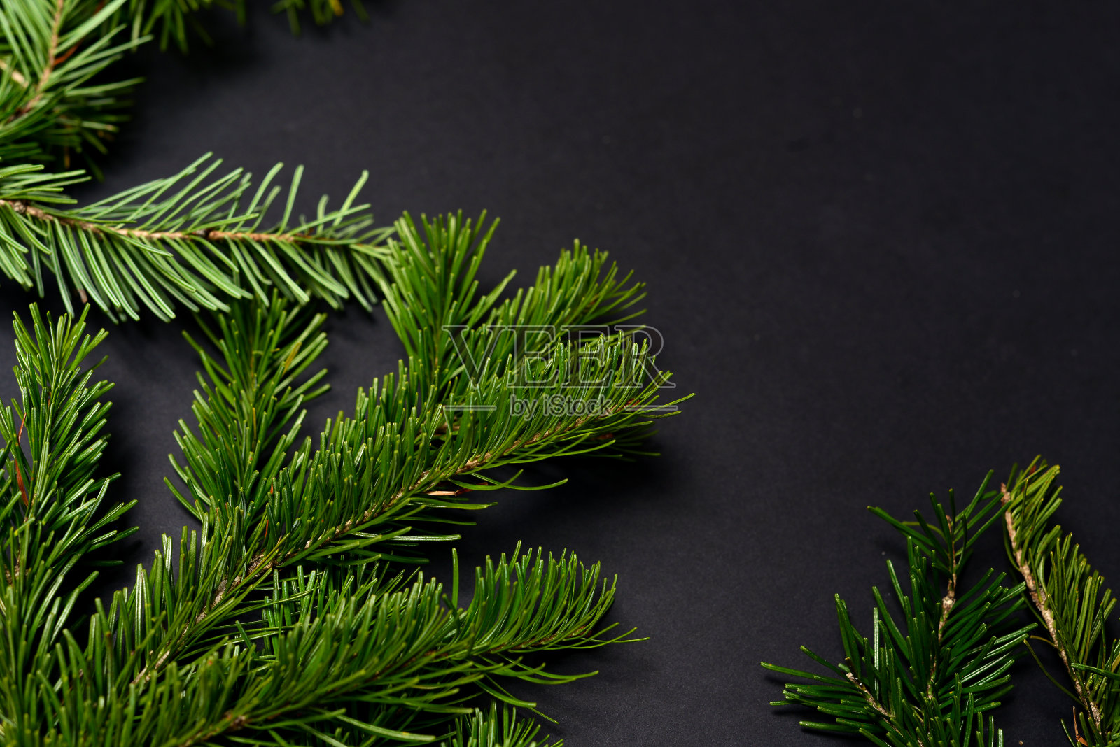 黑色背景与绿色松树枝底部。水平的。照片摄影图片