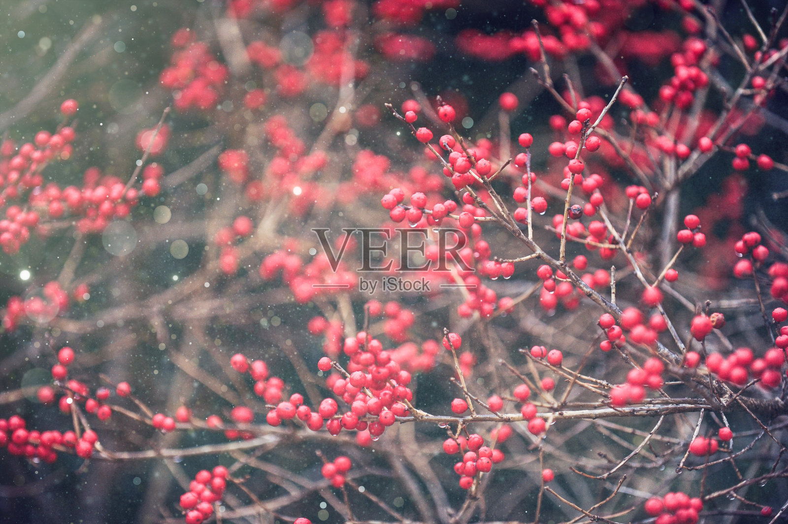 红色浆果照片摄影图片