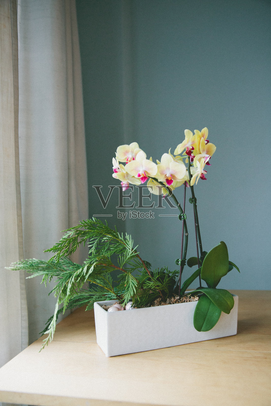 兰花照片摄影图片