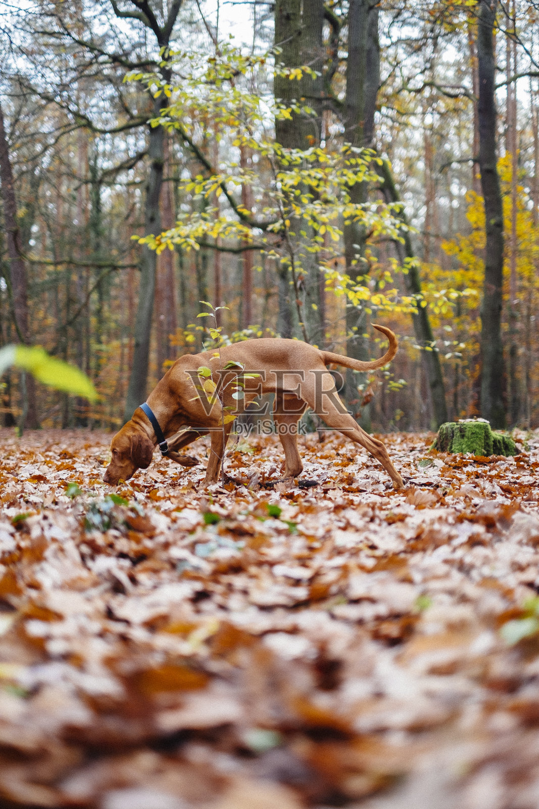狗指着森林照片摄影图片
