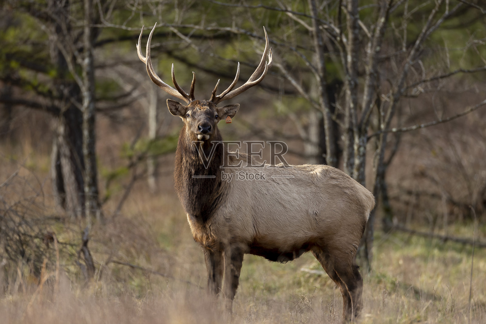公牛每个照片摄影图片