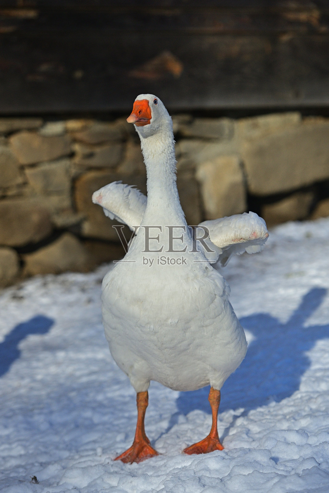 鹅了圣诞节照片摄影图片