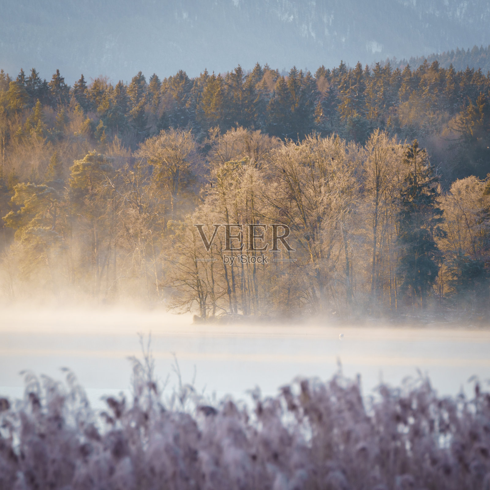 金色的阳光照在有雾和杂草的森林上照片摄影图片