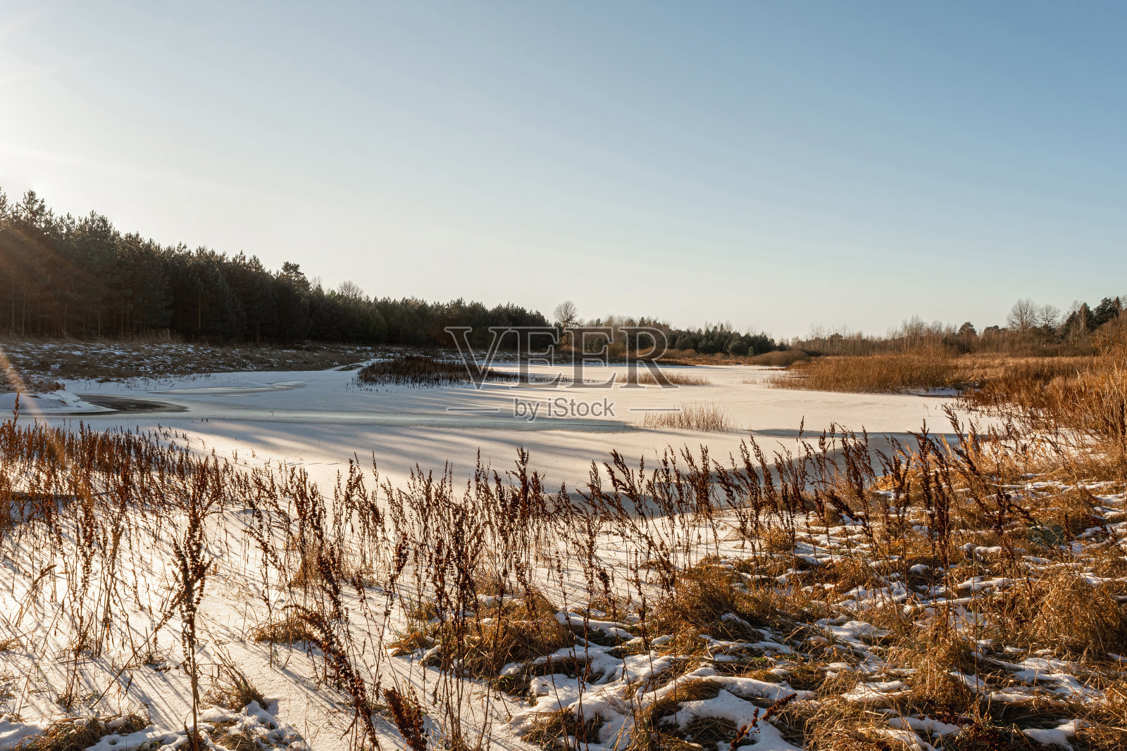 冰冻的森林池塘被雪覆盖着。茎高的干草在阳光下融化。早春晴朗的一天照片摄影图片