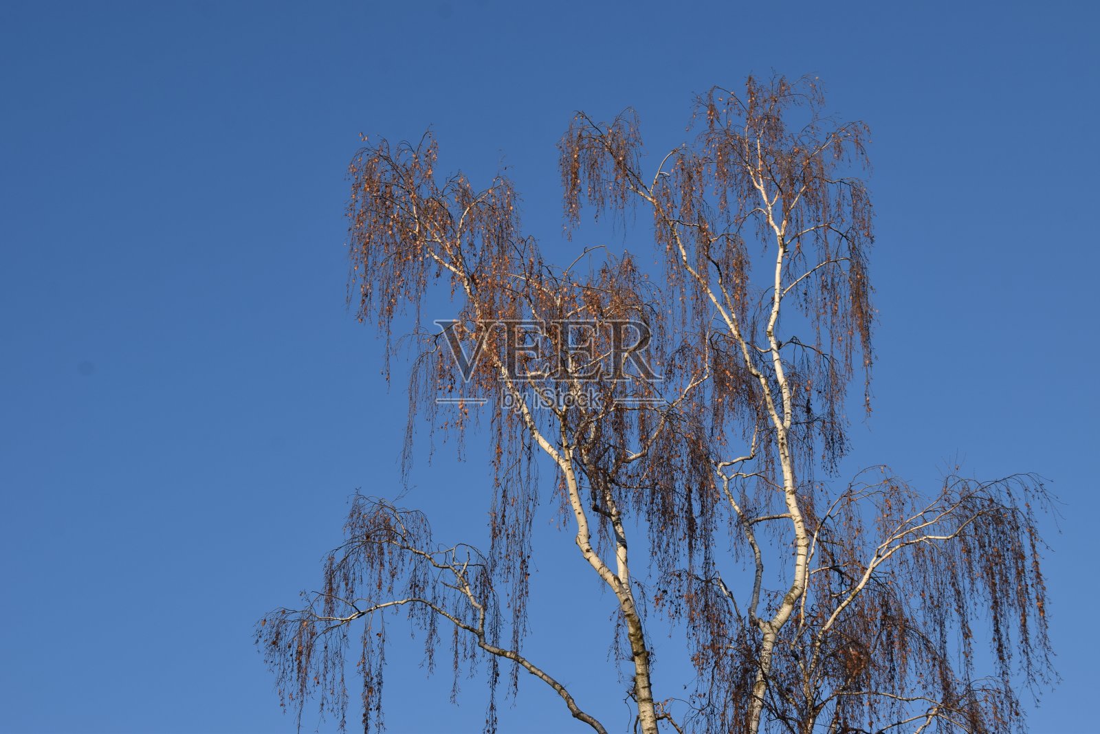 自然照片摄影图片