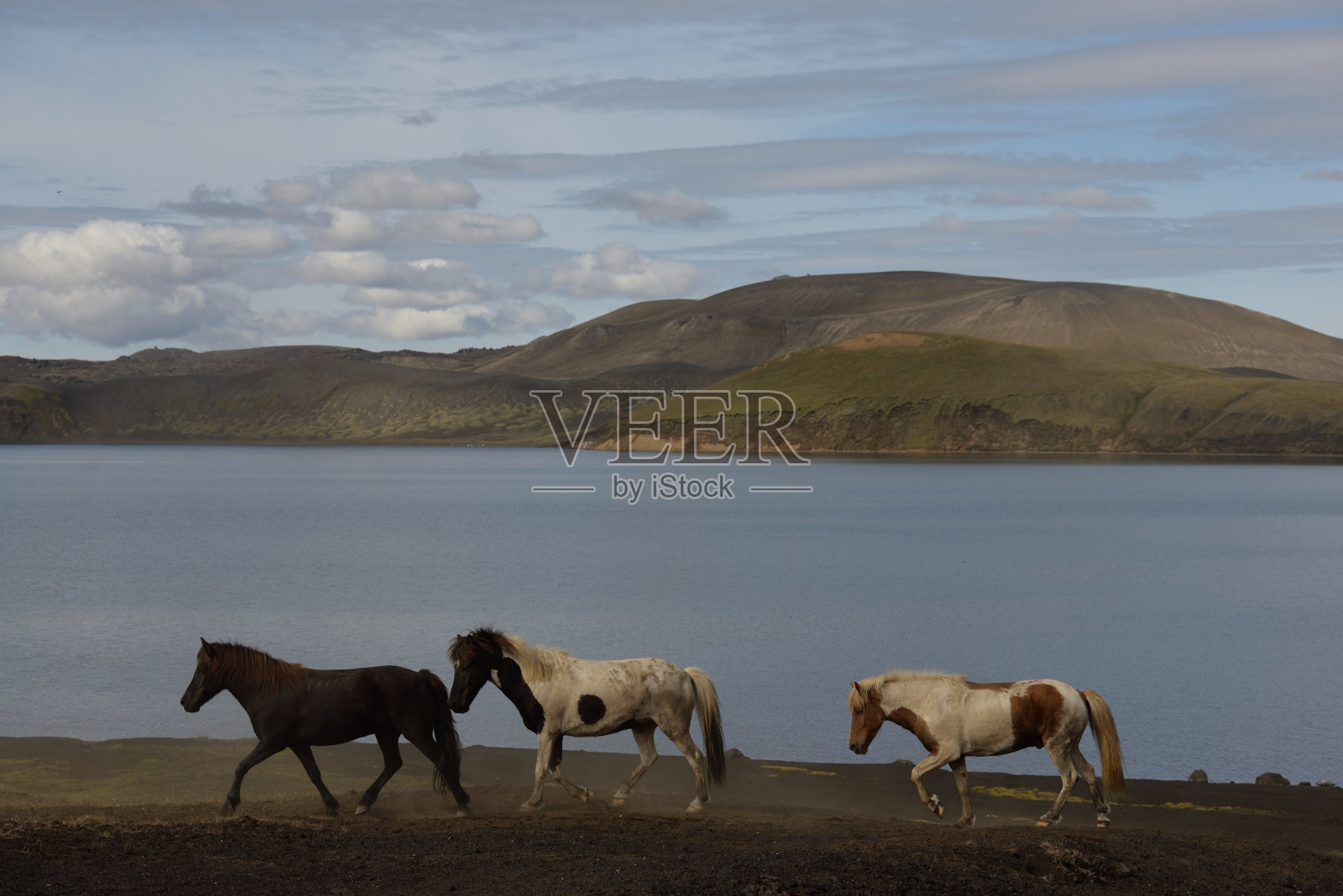 Landmanalaugar 的马 - Fridland ad Fjallabaki - 冰岛照片摄影图片