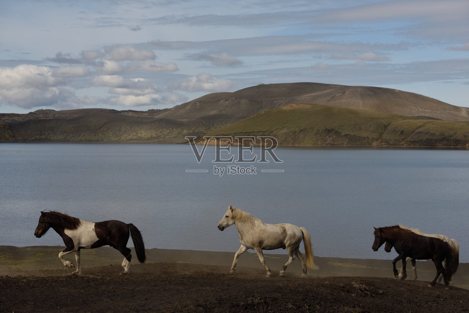 Landmanalaugar 的马 - Fridland ad Fjallabaki - 冰岛照片摄影图片