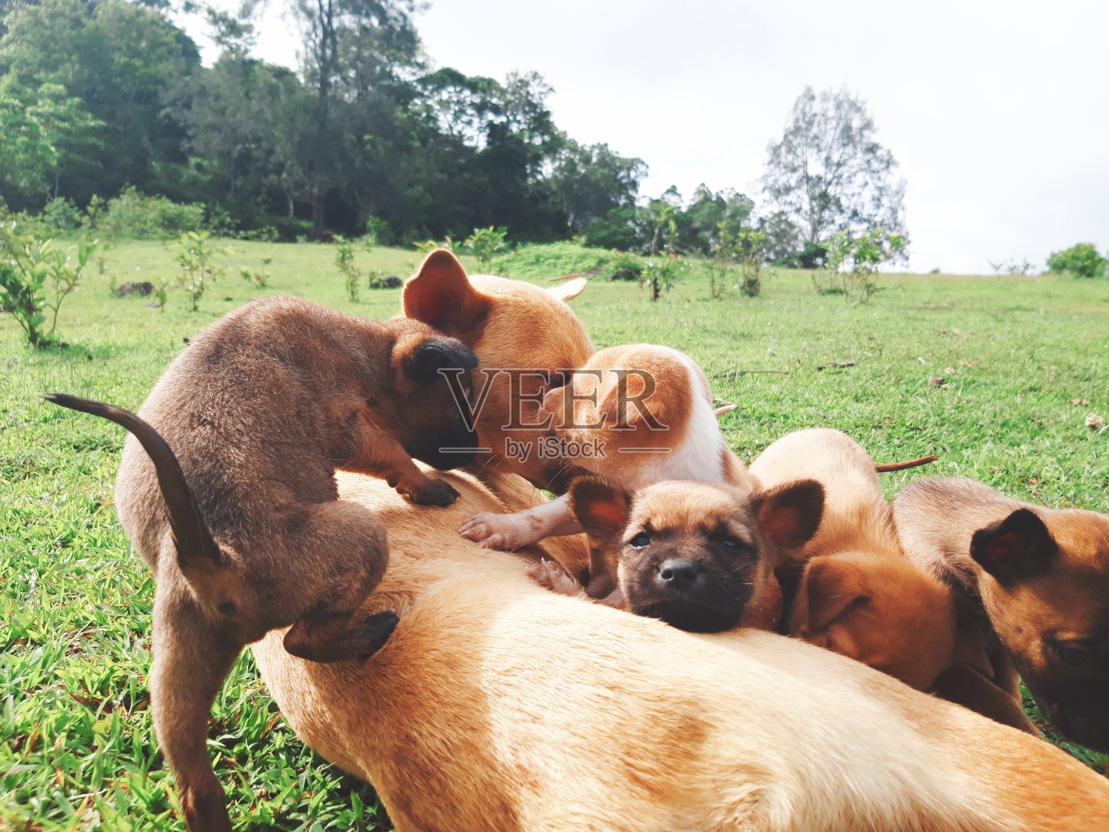 早上视图照片摄影图片