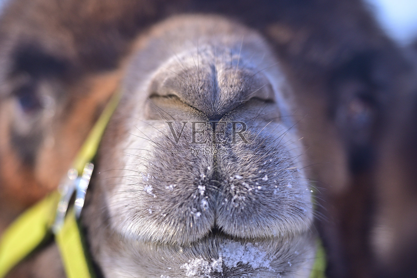 上奥地利的骆驼(欧洲)在雪中行走照片摄影图片