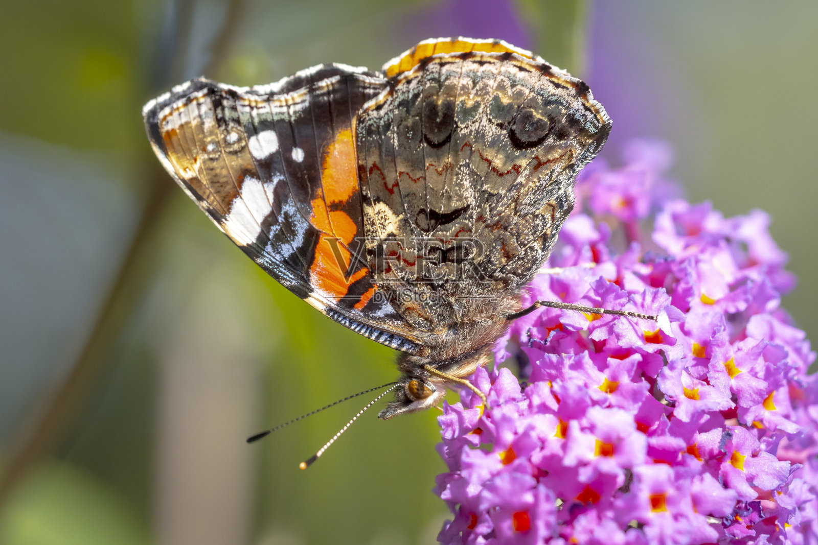 红色上将蝴蝶,凡妮莎亚特兰大,从花园里的紫色蝴蝶丛中取食花蜜的侧视图。照片摄影图片