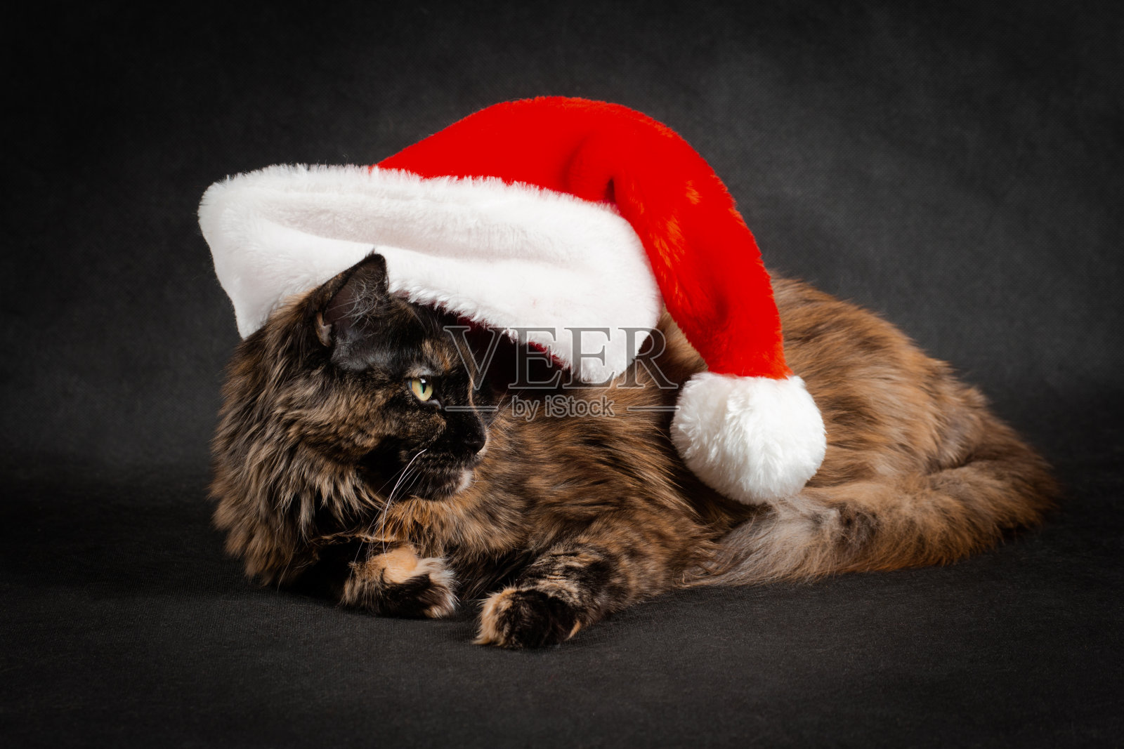 新年缅因猫戴着红白相间的圣诞老人帽照片摄影图片