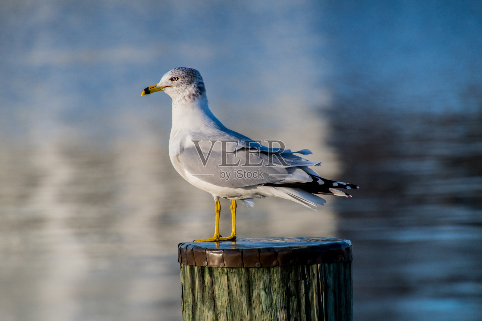 海鸥栖息在桩基上照片摄影图片