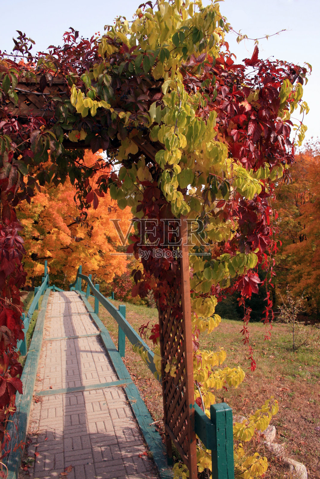 在森林里散步照片摄影图片