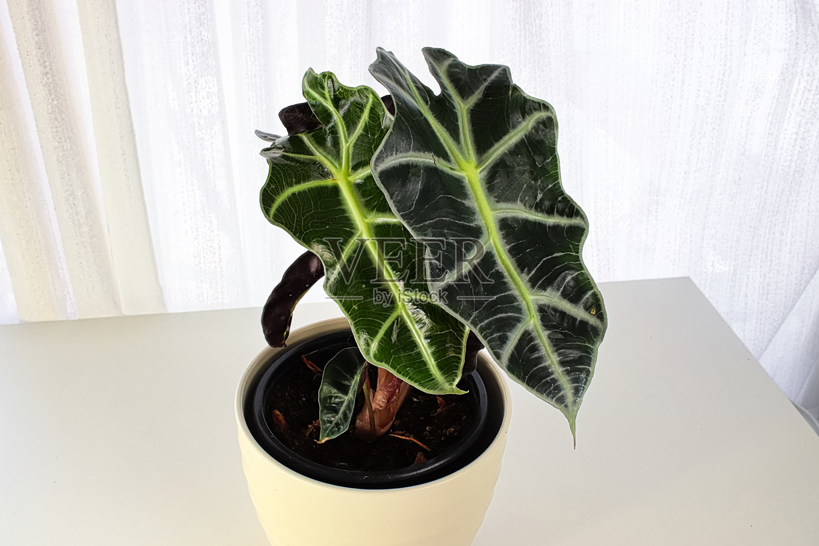 白色花盆里的象耳盆栽照片摄影图片