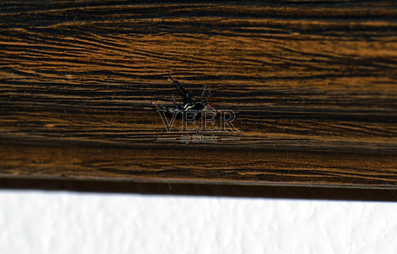 画框上的跳蜘蛛照片摄影图片