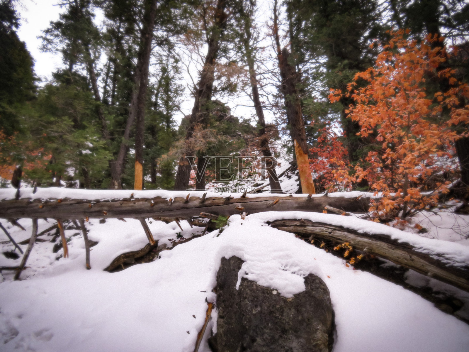 冬季仙境照片摄影图片