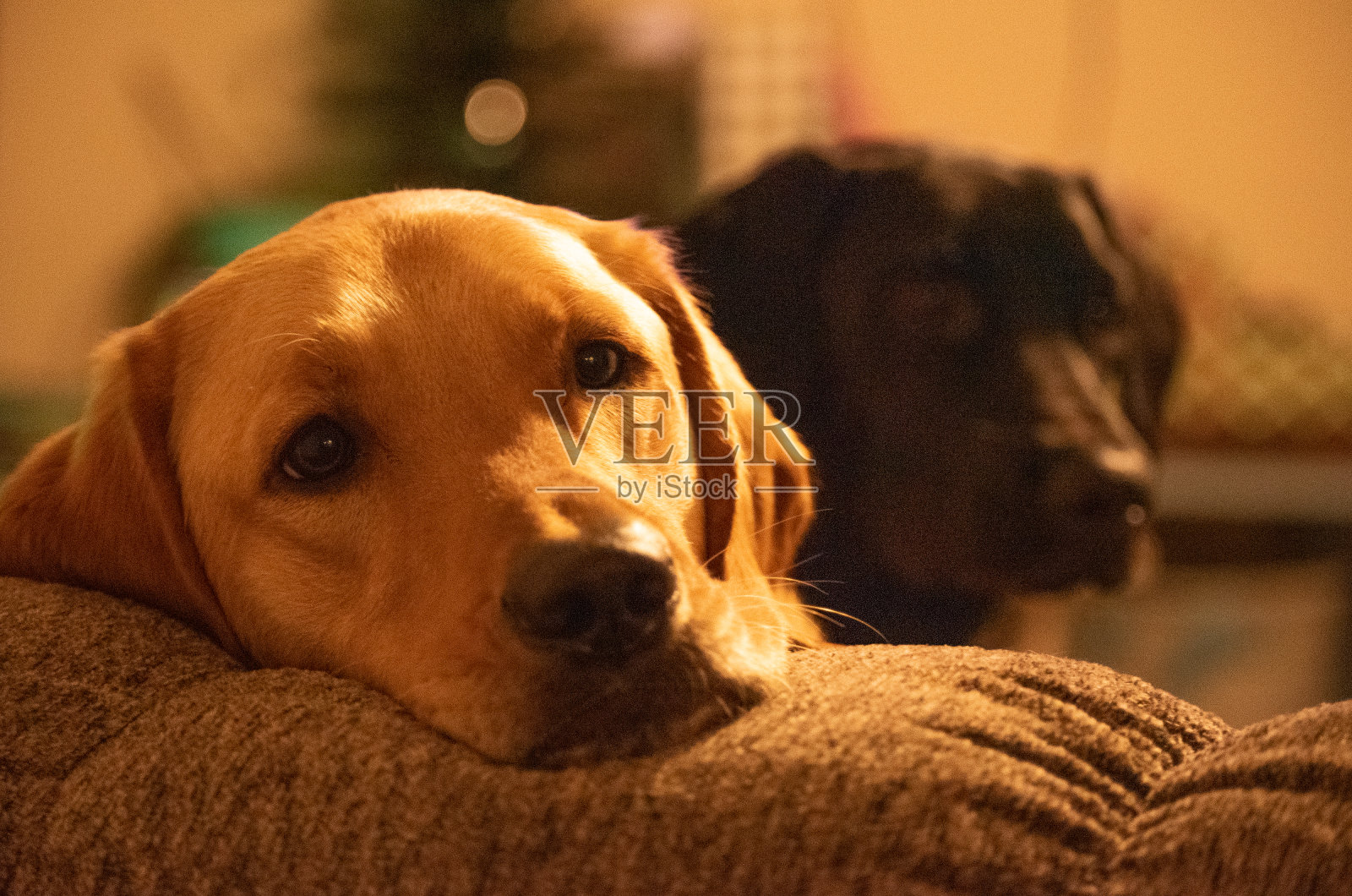 狗是人类最好的朋友照片摄影图片