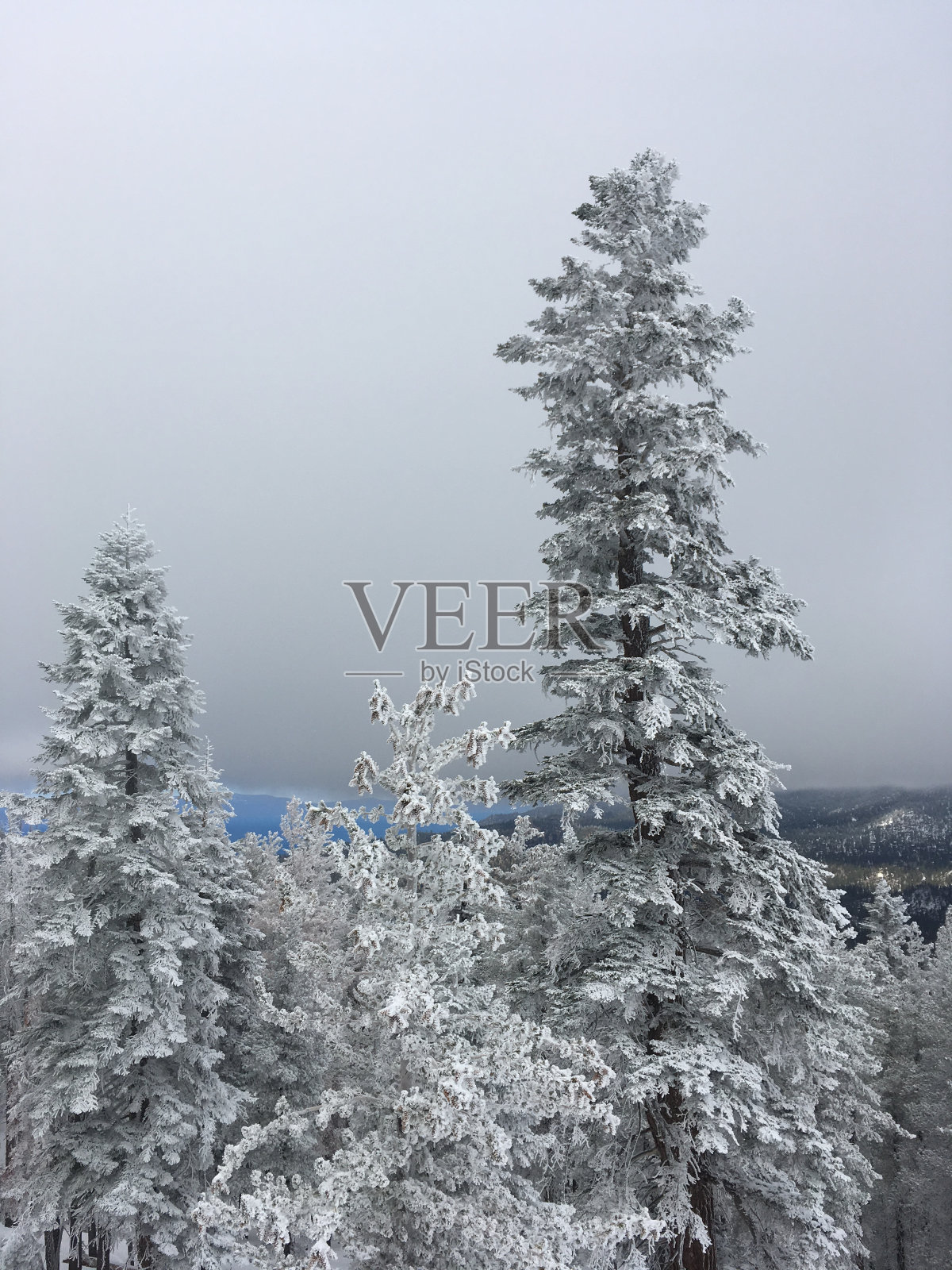 穆迪白雪覆盖的树木照片摄影图片